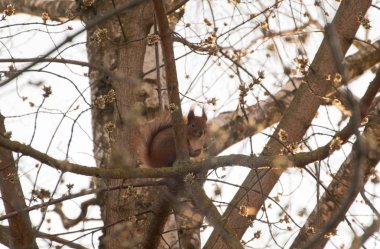 Proteinler (Latince Sciurus) - kemirgenler karınlarını ailesinin bir cins. Cins Sciurus ek olarak proteinler beriberi ailesinin temsilcilerinin sayı olarak Azomonas, kırmızı proteinleri (Tamiasciurus), palm protei da