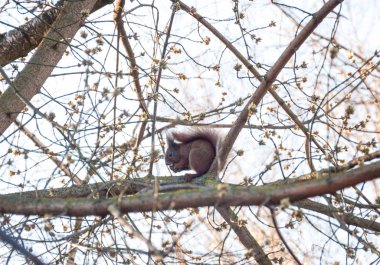 Proteinler (Latince Sciurus) - kemirgenler karınlarını ailesinin bir cins. Cins Sciurus ek olarak proteinler beriberi ailesinin temsilcilerinin sayı olarak Azomonas, kırmızı proteinleri (Tamiasciurus), palm protei da