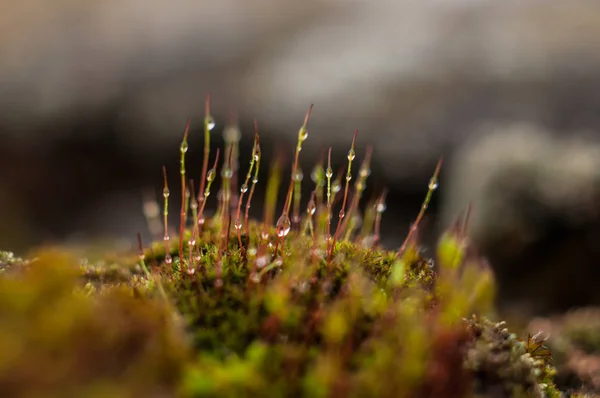 Mosses Found All Continents Including Antarctica Often Extreme Conditions — Stock Photo, Image