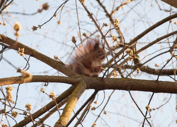 Proteinler (Latince Sciurus) - kemirgenler karınlarını ailesinin bir cins. Cins Sciurus ek olarak proteinler beriberi ailesinin temsilcilerinin sayı olarak Azomonas, kırmızı proteinleri (Tamiasciurus), palm protei da