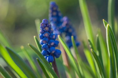 Viper, mouse sümbül, ya da muscari - soğuk aile soğanlı bitkiler cinsi, daha önce sümbül ya da zambak familyasına mensuptu..