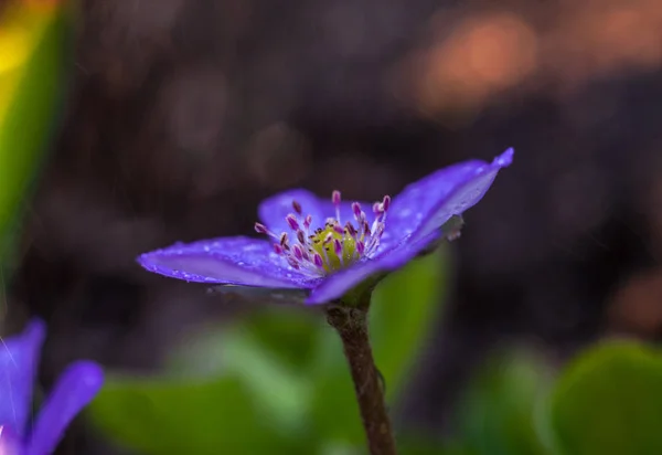 Hepatica Hepatica Hepatica 루시퍼 가족의 다년생 허브의 북반구의 온대의 숲에서 — 스톡 사진