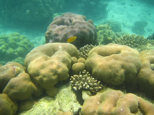 Fish and corals Thailand — Stock Photo, Image