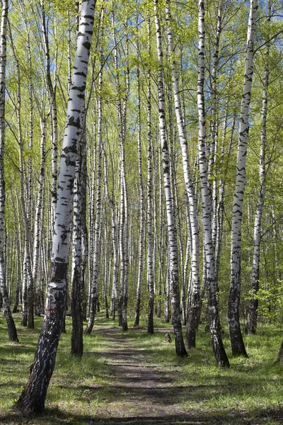 Весна в лесу — стоковое фото