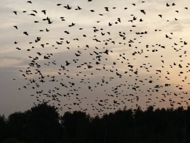 Kuşlar birlikte günbatımında akın