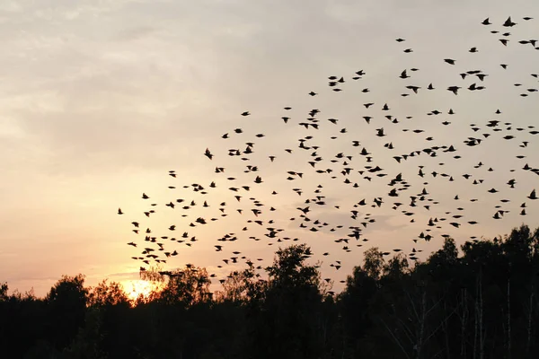 Aves Reúnem Pôr Sol — Fotografia de Stock