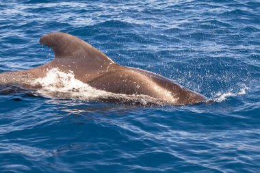 Yunuslar Tenerife, Kanarya Adaları, İspanya
