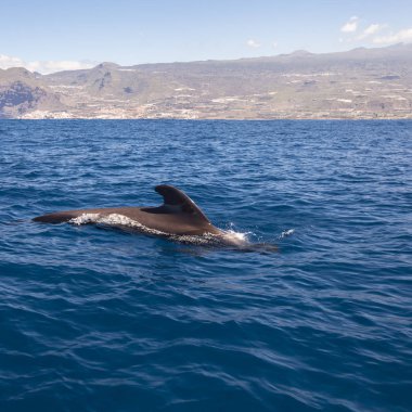 Yunuslar Tenerife, Kanarya Adaları, İspanya