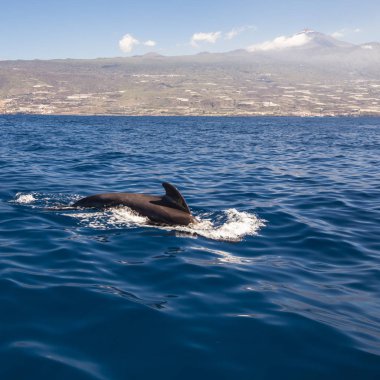 Yunuslar Tenerife, Kanarya Adaları, İspanya
