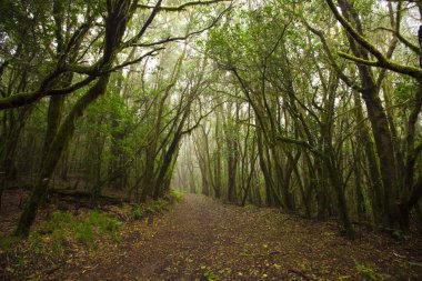 Garajonay Milli Parkı, La Gomera, Kanarya Adaları, İspanya