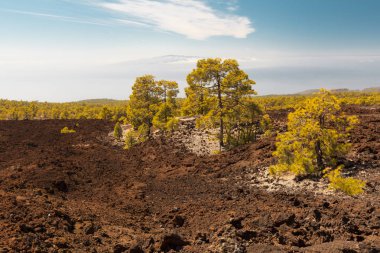 Pico del Teide, Tenerife, Kanarya Adaları, İspanya