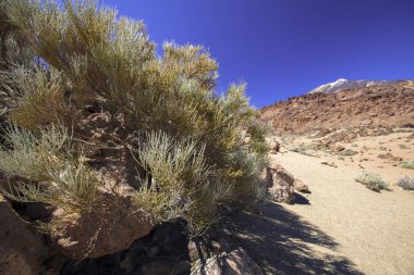 Pico del Teide, Tenerife, Kanarya Adaları, İspanya