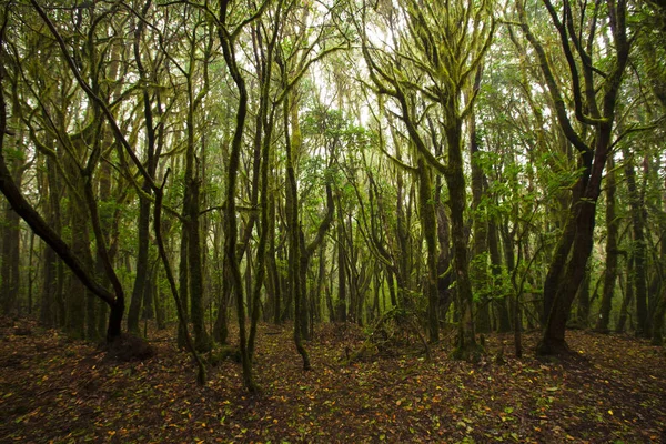 Garajonay National Park Gomera Kanarieöarna Spanien — Stockfoto