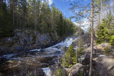 Bahar Karelya orman, Rusya Federasyonu 
