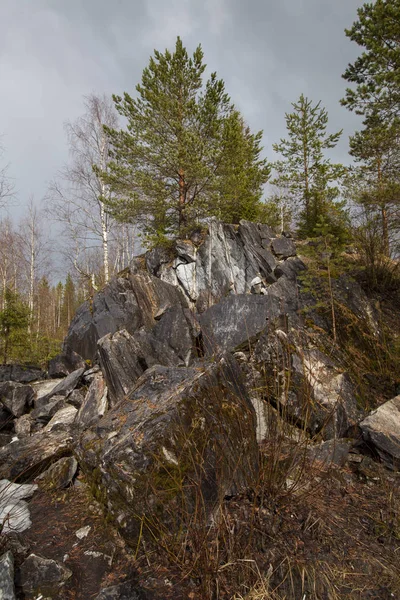 Bosque Primavera Karelia Rusia —  Fotos de Stock