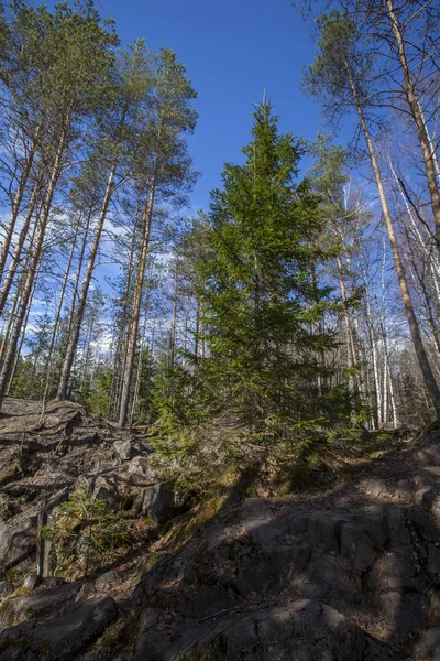 Spring Karelian Forest Russia — Stock Photo, Image