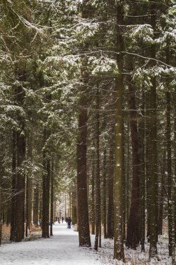 Parktaki kış ormanı