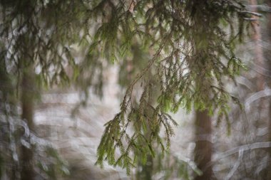 Parktaki kış ormanı