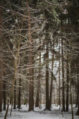 Parktaki kış ormanı