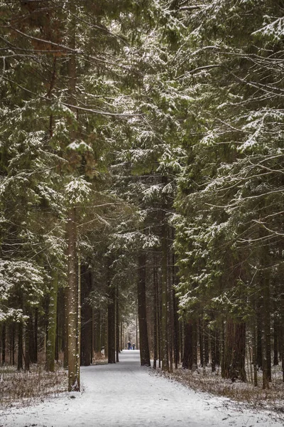 Bosque Invierno Parque — Foto de Stock