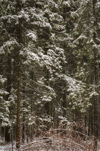 Зимовий Ліс Парку — стокове фото
