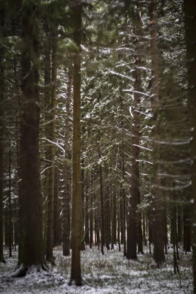 Bosque Invierno Parque — Foto de Stock