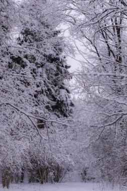 Parktaki kış ormanı