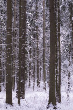 Parktaki kış ormanı
