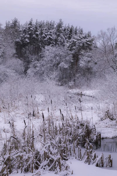 Зимовий Ліс Парку — стокове фото