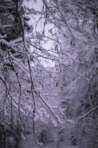 Bosque Invierno Parque — Foto de Stock