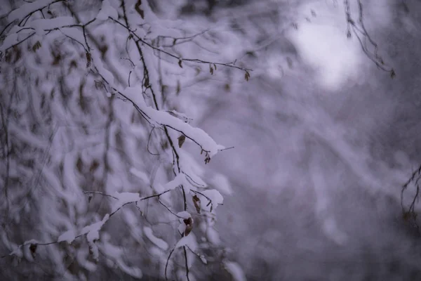 Zimní Les Parku — Stock fotografie