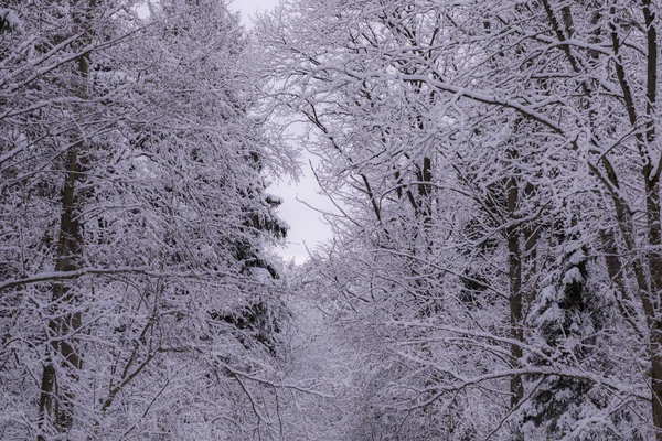 Bosque Invierno Parque — Foto de Stock