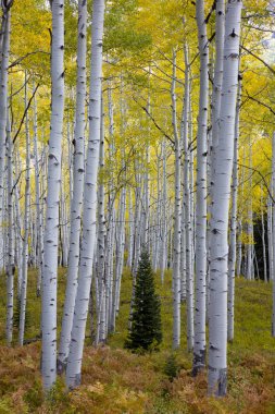 Kozalaklı ağaç Aspen ağaçlar Kebler Pass, Colorado Amerika Birleşik Devletleri için sonbahar Güz ortasında
