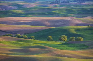 Tepeler Palouse bölgesinde, Washington State Amerika Birleşik Devletleri
