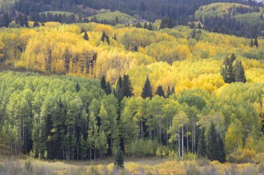 Crested Butte Colorado America yakınlarındaki Kebler Geçidi'ndeki Aspen bahçelerinin Sonbahar Sonbahar renklerinin görünümü. Aspenlerin yaprakları sarı ve turuncuya dönüşür