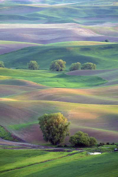 Late afternoon sun on rolling hills in the Palouse region of Washington State United States of America