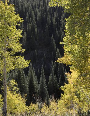 Güneşli kozalaklı ağaçlar ve Kebler geçişindeki aspens yakınındaki Butte Colorado Amerika tepeli sonbahar sabah güneşi