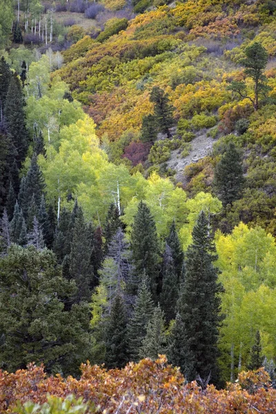 Otoño Otoño Color Árboles Coníferas Aspens Robles Cerca Ridgway Colorado —  Fotos de Stock