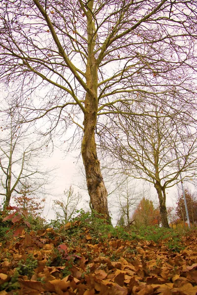 Typique Trottoir Américain Pendant Saison Automne Avec Des Couleurs Vibrantes — Photo