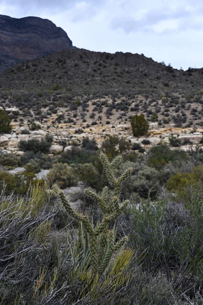 Red Rock Canyon Conservation Area landscape, Nevada USA - Cholla Cactus and low vegetation