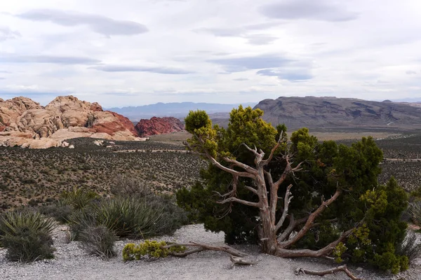 Parque Natural Red Rock Canyon Conservation Área Nevada —  Fotos de Stock