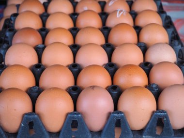 yumurta / siyah panelinde yumurtalar.