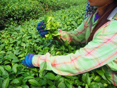 Çay yaprakları tutmak / yeşil çay sepete mağaza.