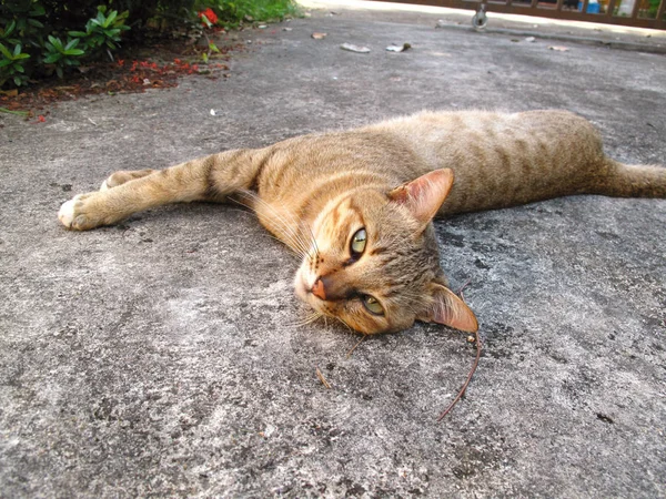 Kucing cokelat — Stok Foto