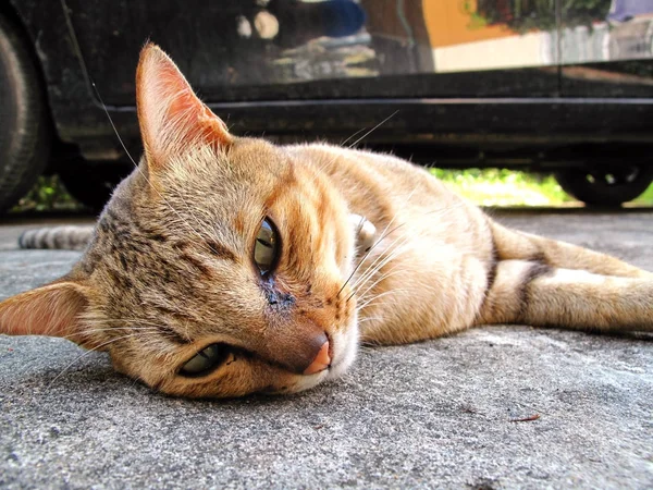 Gato castanho — Fotografia de Stock