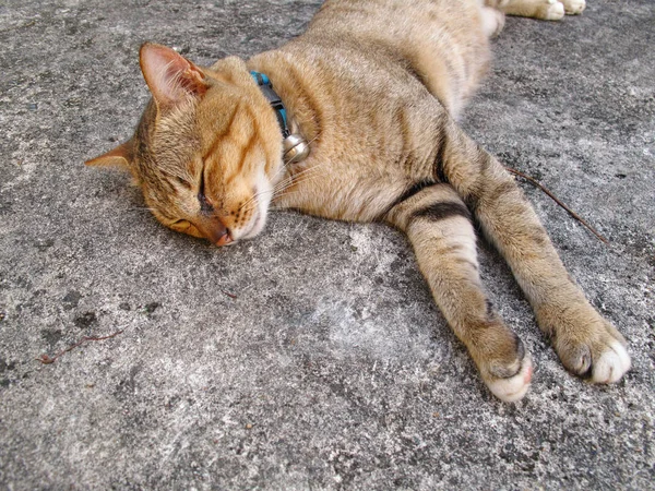 Brown cat — Stock Photo, Image