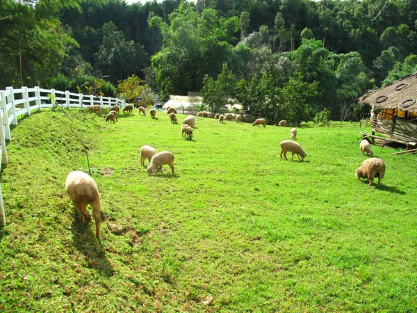 Rebanho de ovinos — Fotografia de Stock