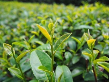çay yaprakları / yeşil çay yaprakları henüz hasat