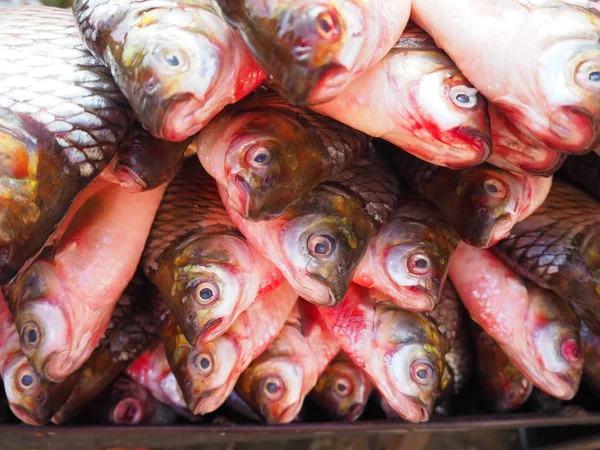 Cabeza de pescado — Foto de Stock