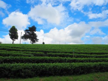 Çay plantasyon ve gökyüzü / çay plantasyon ağaçlar ve gökyüzü